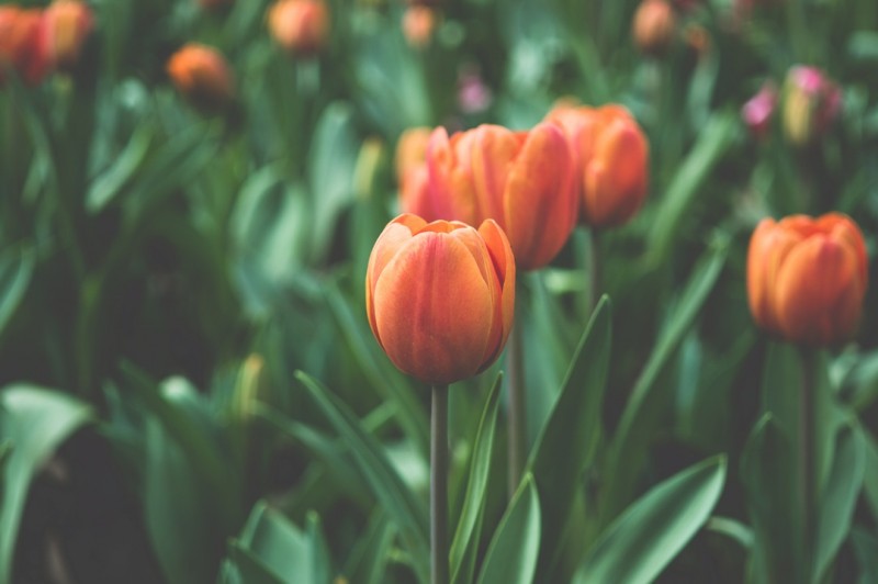 An Orange Tulip